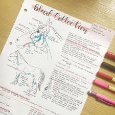 Animal Jobs Near Me 2020 Vet Tech School Veterinary Tech Vet Tech Student