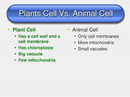 Human and animal studies have established the rules by which this procedure can be safely performed.(i)the mitochondria must be obtained over the past few years, several laboratories have reported the identification and characterization of oocyte precursor cells and developed methods to. Plants Cell Vs Animal Cell Ppt Download