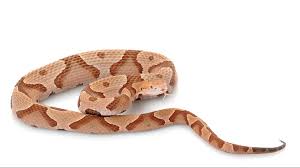 (depositphotos) facts about black snakes. Watch Out For Baby Copperhead Snakes Wfmynews2 Com