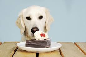 How To Treat A Dog That Ate Chocolate Lovetoknow