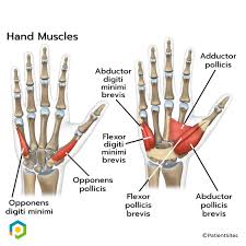 Image result for Hand Anatomy
