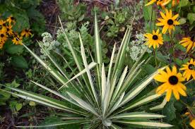 Image result for Coleus lasianthus