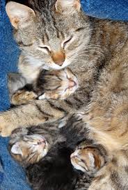 You've got a cuteness overload! Cat With Newborn Babies Kitten Sleeping Stock Image Colourbox