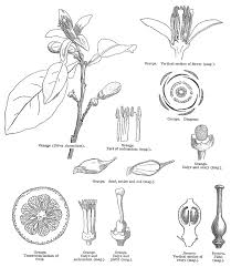 Image result for Rutaceae