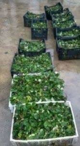 Alege dintre soiurile de mai jos varietatile care te atrac. Vand Stoloni De Capsuni Soi Portola Remontant Milly