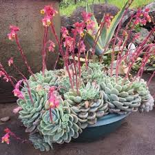 Como Cuidar Le Echeveria Elegans Echeveria Suculentas Jardineria Y Plantas