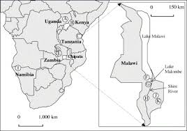 Image result for Sesbania goetzei