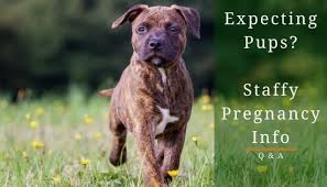 This could be anywhere from 30 minutes to 6 hours, depending on age. Staffy Pregnancy Symptoms And Length Staffy Pregnancy Guide