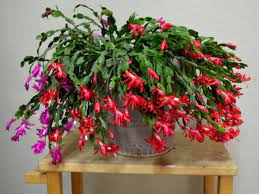 Our christmas cactus starter plants come rooted with two plants per cell and at least two pads per plant. How To Save A Rotted Christmas Cactus Houseplants To Beautify And Clean The Air Christmas Cactus Christmas Cactus Plant Cactus Plants