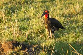 The males do have a small spot of red on the back of the head. Image Of Big Black Bird With Red Head In Masai Mara Kenya Stock Photo Picture And Royalty Free Image Image 94576000