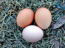They are still very good meat and egg. Free Range Your Flock For Happier Chickens Better Eggs Hobby Farms