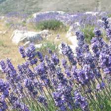 Image result for Lavandula angustifolia Vera