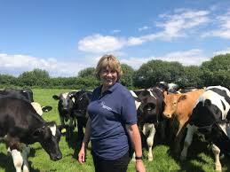 How to take care of a cow in my villagevisitors to know about my food style and process whichi discovered and learned since i was a child with my mom, relati. Advice How To Safely Walk Around Cows National Animal Welfare Trust