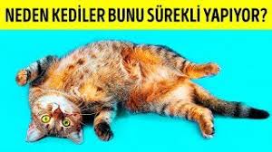 Kediler Neden Sizi Gordukleri Zaman Sirt Ustu Yatarlar Youtube
