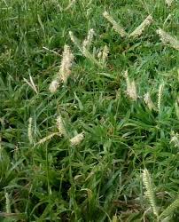 Obat ini apa khusus untuk rumput grinting / semua rumput mas. Http Pustaka Stipap Ac Id Files Ta 1601062 201130021155 Bab Ii Pdf