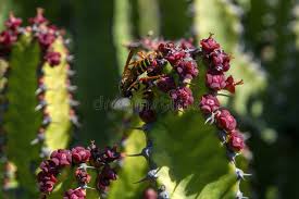 Image result for Euphorbia griseola