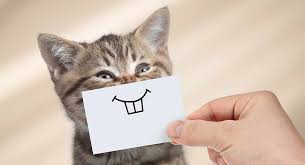 Image result for smiling cat