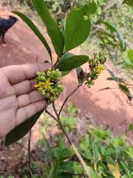 Image result for Ochna natalitia