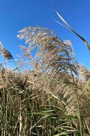 Image result for Phragmites australis