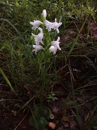 Image result for Satyrium kitimboense