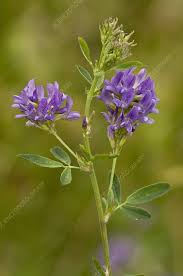 Image result for Medicago sativa