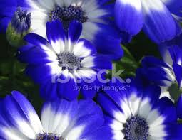 164 likes · 4 were here. Immagine Di Fiori Margherita Bianca E Blu Piante Di Urna Cineraria Petali Fotografie Stock Freeimages Com