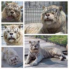 Account Suspended Animals Wild Funny Animals Animals