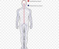 Central Nervous System Peripheral Nervous System Drawing Human Body Png 378x675px Watercolor Cartoon Flower Frame Heart The nervous system is a complex collection of nerves and specialized cells known as neurons that functionally, the nervous system has two main subdivisions: central nervous system peripheral