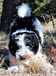 This post may contain affiliate links. Bordoodle F1 F1b F2b F3 Multi Gene Bordoodles