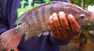 Grow Tilapia Fish To Starting A Small Scale Business Guide