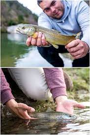 How To Fishing Step By Step Fishing Lakes Near Me Fishing Spider 100 Lb Braided Fishing Li Trout Fishing Lures Lake Trout Fishing Rainbow Trout Fishing