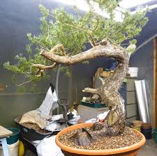 This natural based formula provides a rich source of organic Bonsai Tree Care Blog From Kaizen Bonsai