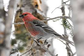 Check spelling or type a new query. Pictures Of Red Birds From Around The Globe