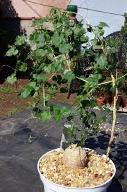 Image result for Momordica boivinii