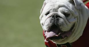 Florida man, 63, left in pool of blood after pack of bulldogs viciously  attack him on the way home | MEAWW