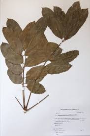 Image result for Khaya anthotheca