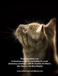 Dalam agama islam, ada beberapa hewan yang memiliki ke istimewaan, salah satunya yaitu kucing. Wanita Yang Masuk Neraka Karena Seekor Kucing Erik At Zain Blog