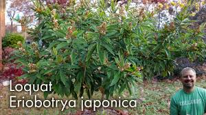 Image result for Eriobotrya