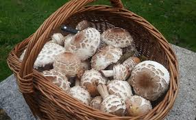 Cueillette Des Champignons Quelle Quantite Sur Quelles Proprietes