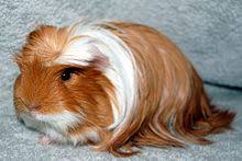 Maybe you would like to learn more about one of these? List Of Guinea Pig Breeds Wikipedia