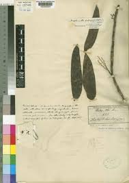 Image result for Diaphananthe bidens