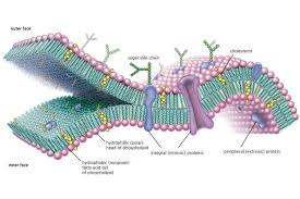 Function Structure And Composition Of The Cell Membrane Cell Membrane Plasma Membrane Cell Biology