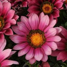 Image result for foto Gazánie