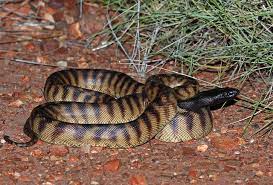 Nature And More Beautiful Snakes Reptiles Pet Snake