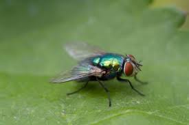Grune Fliege Arten Schadlinge Und Bekampfung