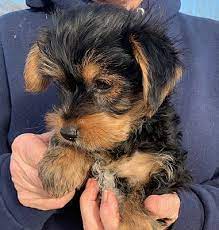 The new hampshire spca provides caring, compassionate advice and resources to address whatever animal issues you may be experiencing. Salem Nh Yorkie Yorkshire Terrier Meet Adriana A Pet For Adoption