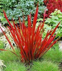 Siergras Red Baron Ornamental Grass Plants Japanese Garden Ornamental Grasses