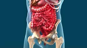 Inflammatory Bowel Disease (IBD) - Health Resources - Willis Knighton Health  - Top Hospitals and Doctors in Shreveport - Bossier City and the Ark-La-Tex