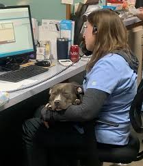 You will receive a call shortly from our customer support. Payment Options Western Veterinary Clinic