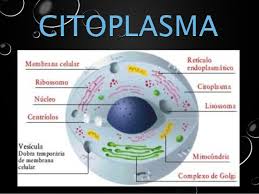 Resultado de imagen para CITOPLASMA